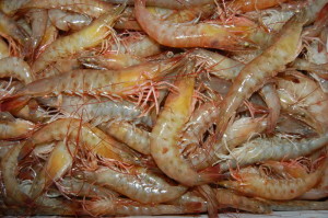 catch shrimp LeeNoga.com