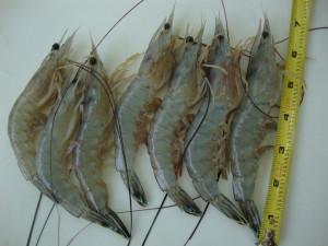 wwwshrimp
