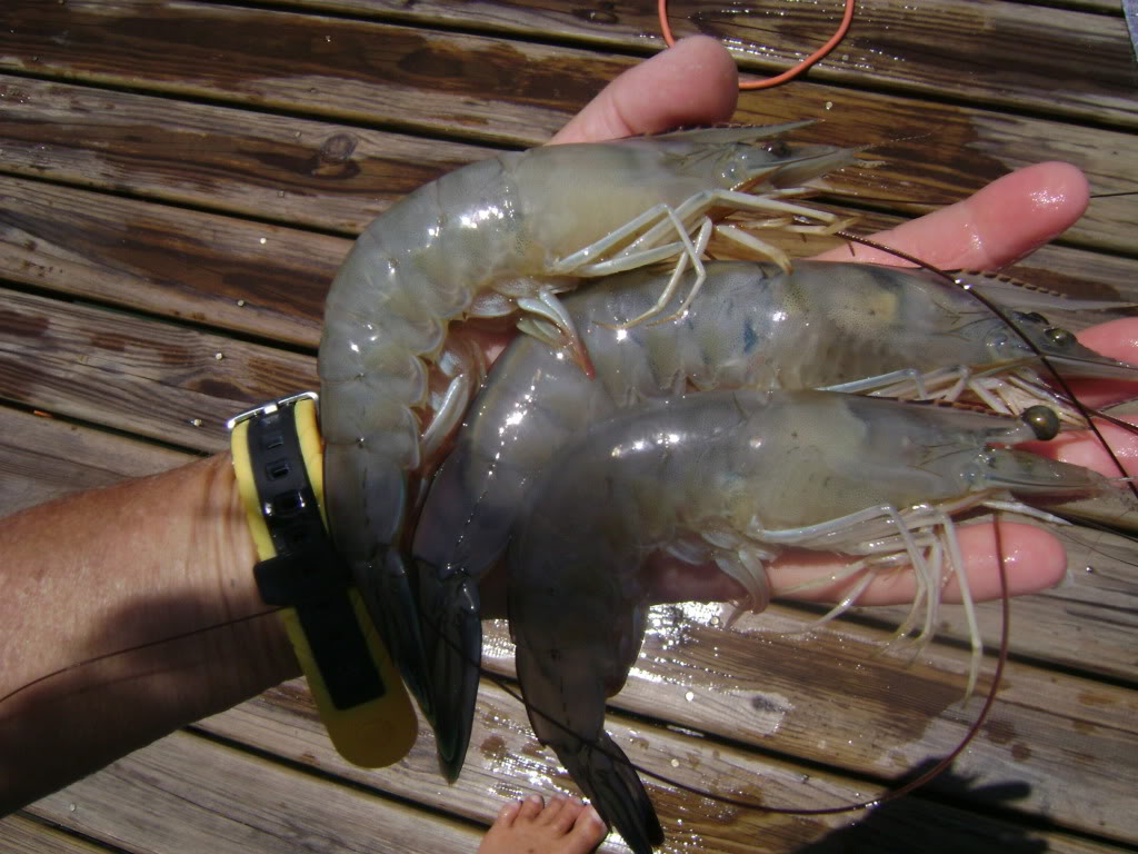 Catching SHRIMP with a CAST NET from a PUBLIC PIER (Catch and Cook) 