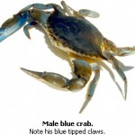 male_blueclaws