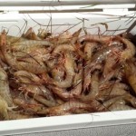  Florida shrimping (winter) Facebook Group "Florida Shrimping Academy"